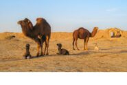 دستور قضایی؛ فرصت ۳ روزه برای جمع‌آوری شترها صادر شد/ ماجرا چیست؟